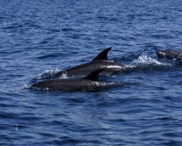 Oman y avistaje de delfines